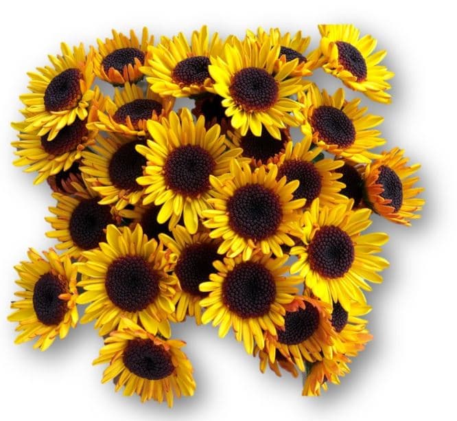 Pompon Nov Sundi (sub 4 Viking) Yellow