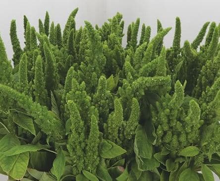 Amaranthus Upright Green 60 Cm