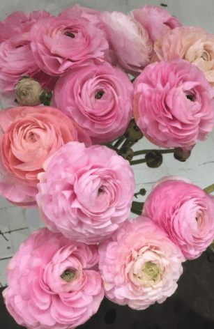 Ranunculus Pastello Pinky Bic 35/40 Cm