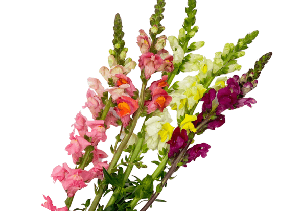 Snapdragon Fall Pack Asst 80 Cm