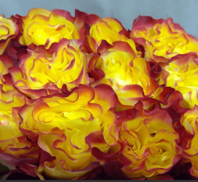Rose (garden) Sunset Xpression Yellow Bic 60 Cm