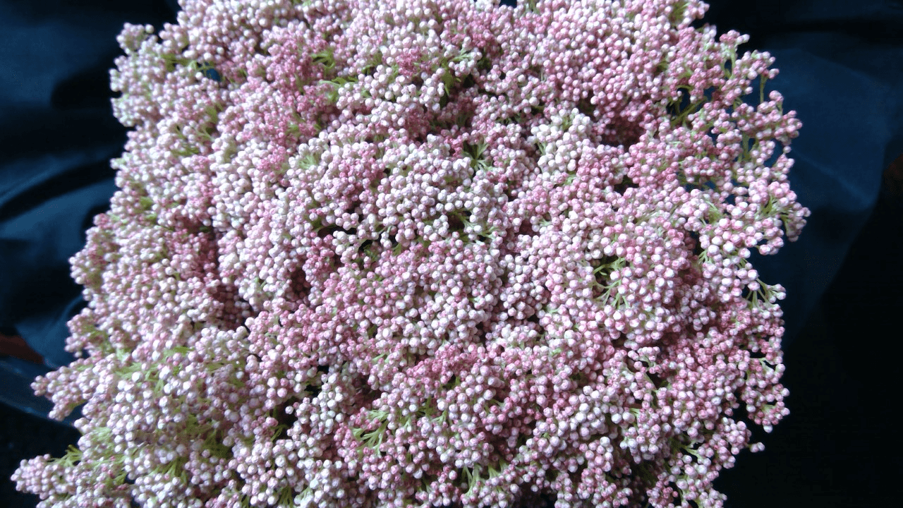 Novelty Riceflower Blush Pink 50 Cm