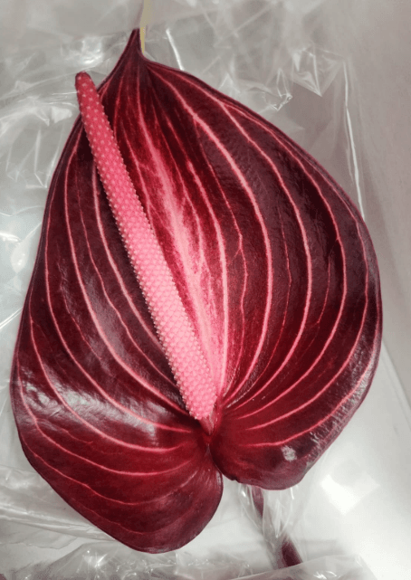 Anthurium Safari Red Dark 11 Cm - Nl