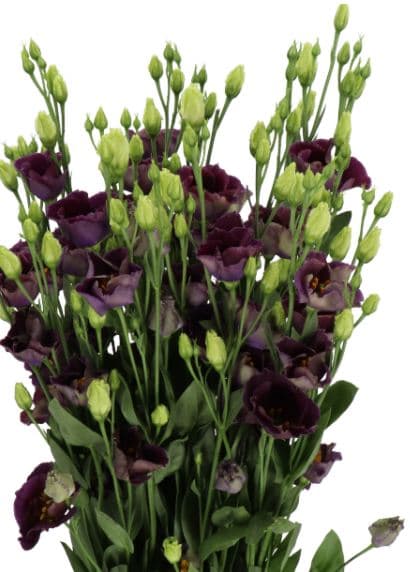 Lisianthus Bohemian Black Violet 70 Cm Nl