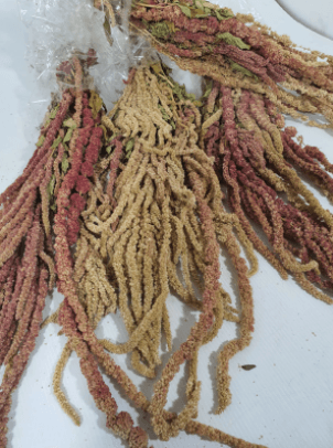 Preserved Amaranthus Hanging Caramel Bordeaux 6-10 St - Italia Natural