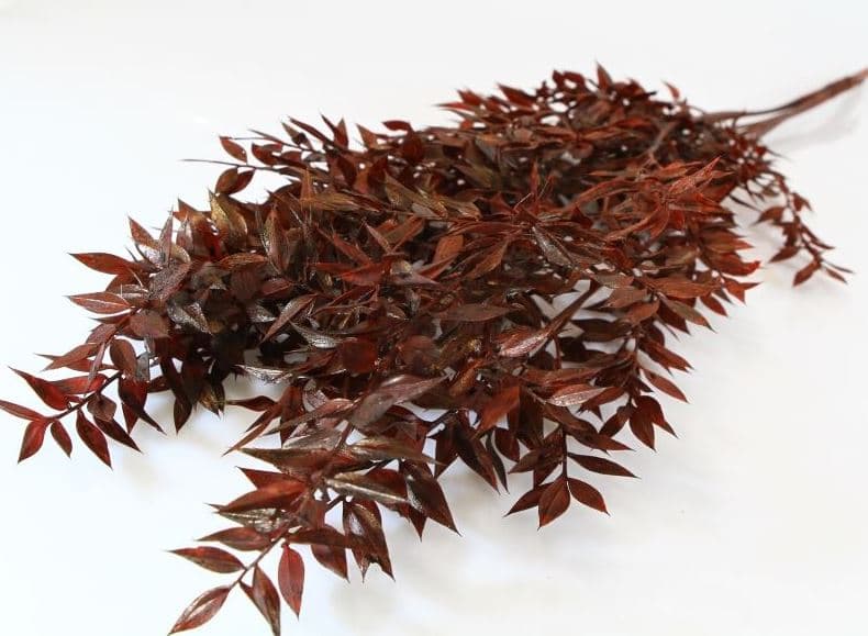 Preserved Italian Ruscus Bordeaux Burgundy X 5 St Bleached