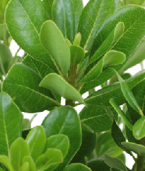 Pittosporum Fl X 10 St Green