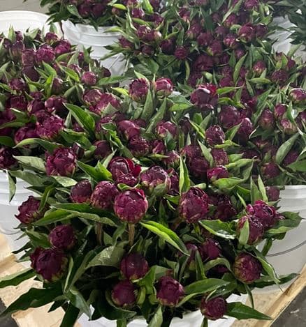 Peony Cherry Hills Burgundy Red 50/60 Cm