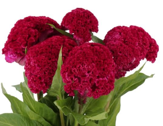 Novelty Celosia Reprise Velvet Burgundy 75 Cm