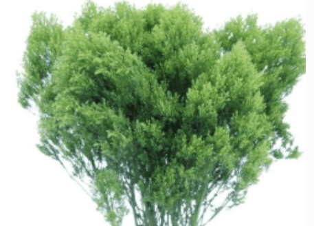 Trachelium Green 70 Cm