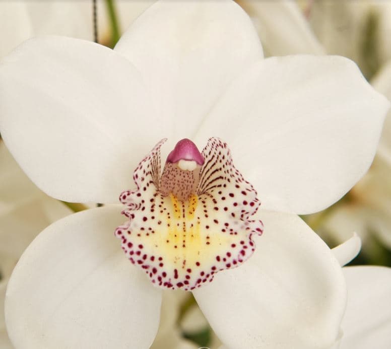 Cymbidium Beauty Fred No.60 White 5/7 Bl 50 Cm