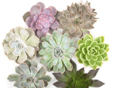 Echeveria Assorted 15 Cm