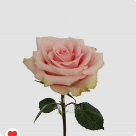 Rose Absolut In Pink Pink Antique 60 Cm