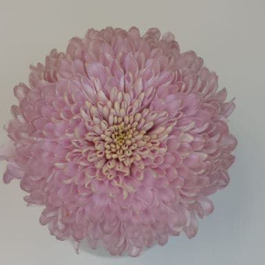 Mum Cremon Empress Pink Dusty 70 Cm Big Head