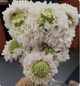Scabiosa White Blush Pink Hanoi Scoop 50 cm