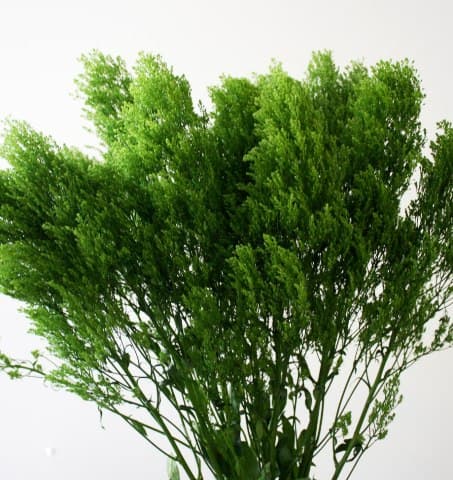 Trachelium Green 50 Cm