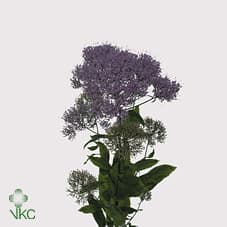 Trachelium Purple 50-70 Cm