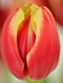 Tulip Lee Van De Mark Bic Red