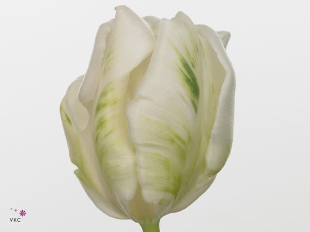 Tulip Parrot Super White