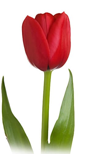 Tulip Ile De France Red