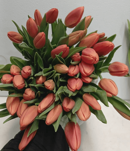 Tulip Orange