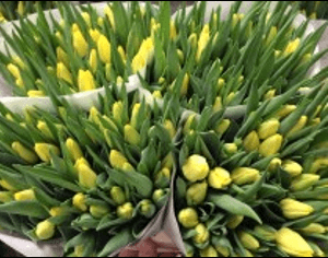 Tulip Strong Gold Yellow