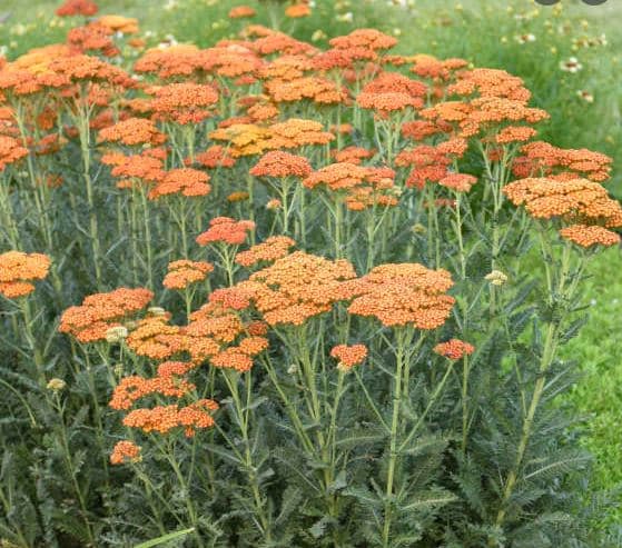 Achillea Yarrow Orange 60 Cm