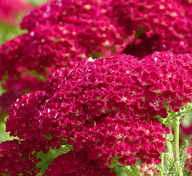 Achillea Yarrow Red 60 Cm