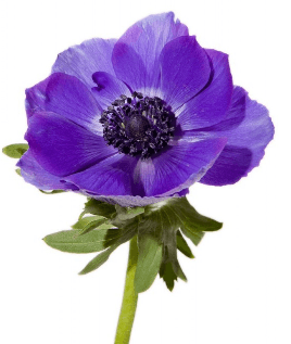 Anemone Purple Blue 35 Cm