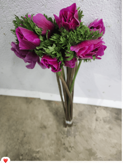 Anemone Hot Pink 30/35 Cm