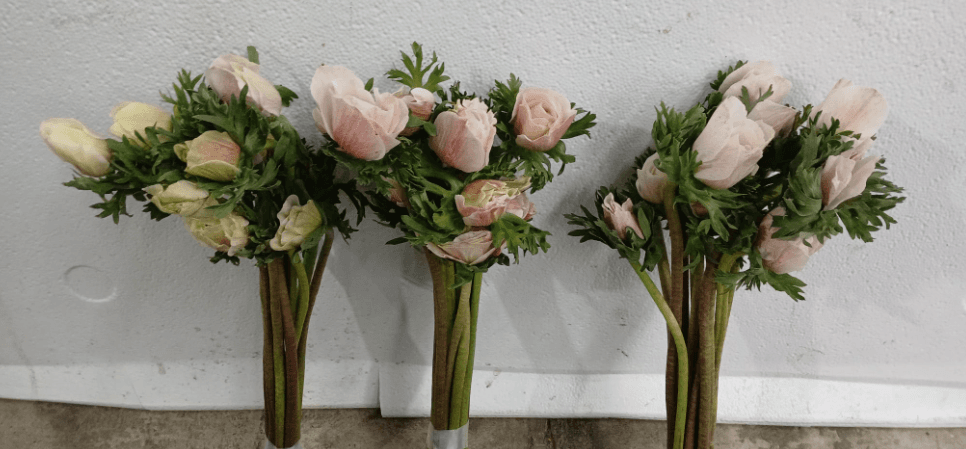 Anemone Blush White 30/35 Cm (black Center)