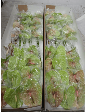 Anthurium Green Mix Asst Medium