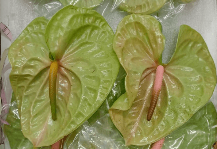 Anthurium Midori Green Medium - No Credit Truck!