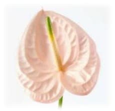 Anthurium Cheers Peach Pink Light Medium No Credit