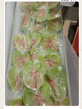Anthurium Pistache Green Bic Medium