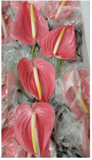 Anthurium Sibo Pink Med Medium