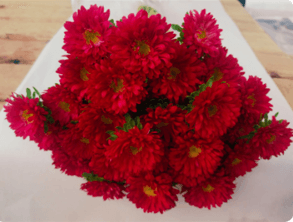 Aster Matsumoto Red