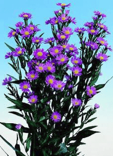 Aster Monarch Purple