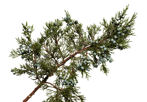 X-mas Juniper Blue Berried 20 Lb