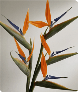 Bird of Paradise Premium - Costa Rica