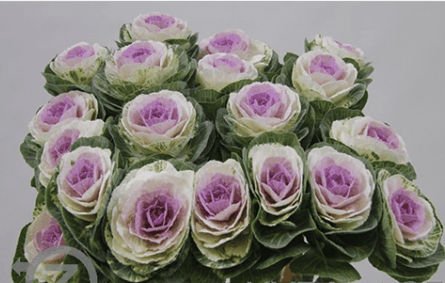Brassica Kale Pink 50 Cm