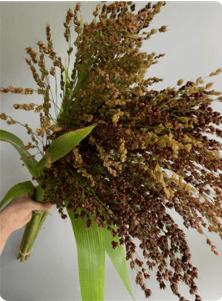 Novelty Broom Corn