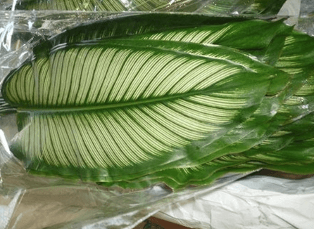 Greens White Star Calathea