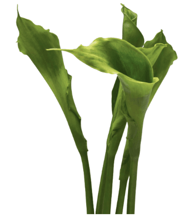 Calla Lily Goddess Green 80 Cm