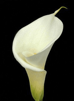 Calla Lily Open Cut White 70 Cm Select