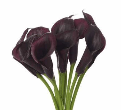Calla (mini) Odessa Purple Black 50 Cm