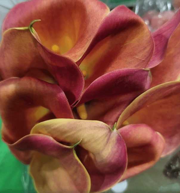 Calla (mini) Lady Marmalade Orange Lt 50 Cm