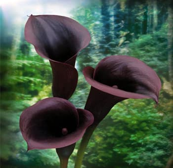 Calla (mini) Schwartzwalder Black Purple 60 Cm