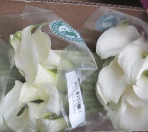Calla (mini) Ventura White 50 Cm
