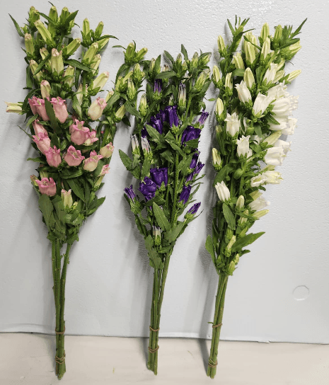 Novelty Campanula Assorted